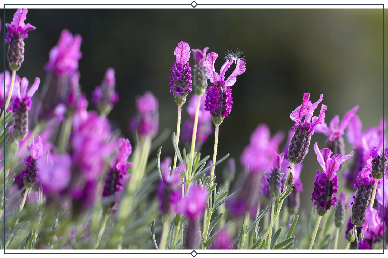 lavender plant types