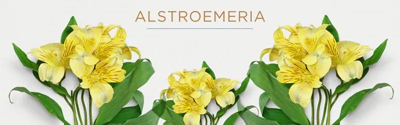 alstroemeria