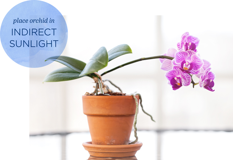 How to Encourage Orchids to Rebloom