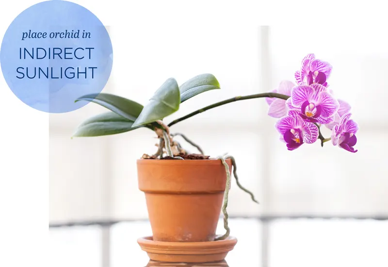 How to Rebloom Orchids