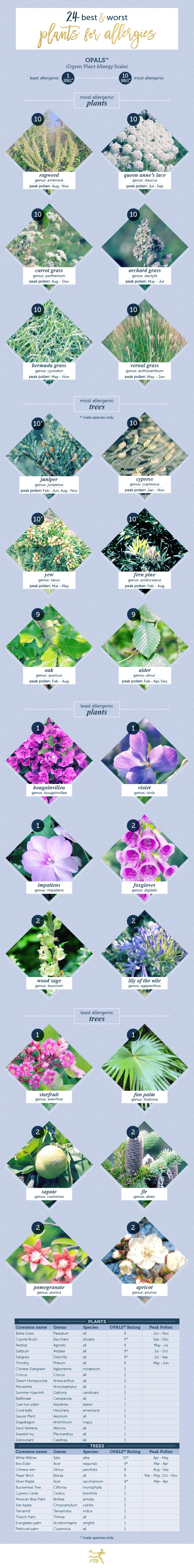 The 24 Best and Worst Plants for Allergies