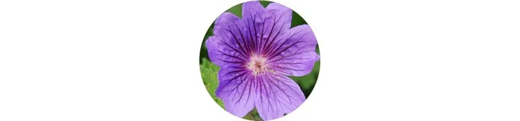 purple-geranium