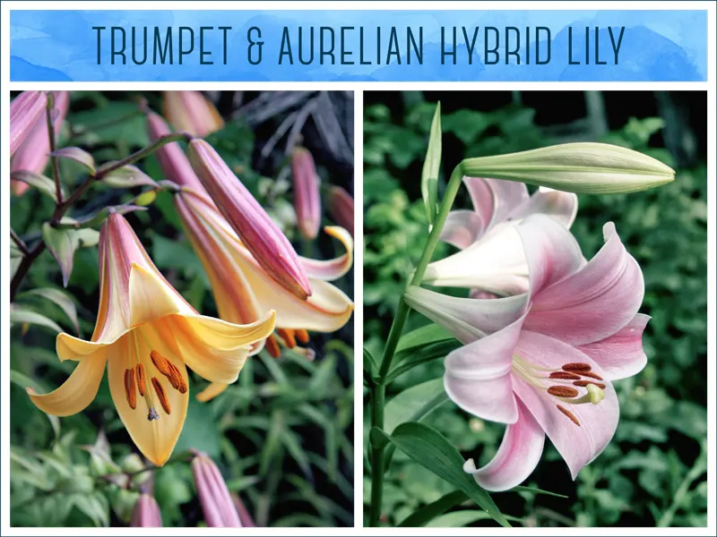 trumpet-aurelian-hybrid-lily