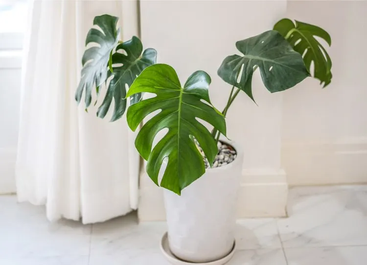 philodendron-care-tips-and-tricks
