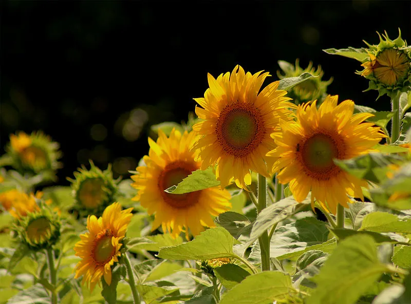 800px-A Field of Sunshine %282162456862%29