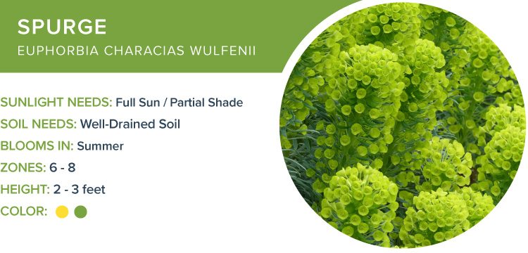 best perennials for shade