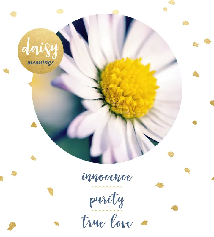 Daisy Meaning and Symbolism