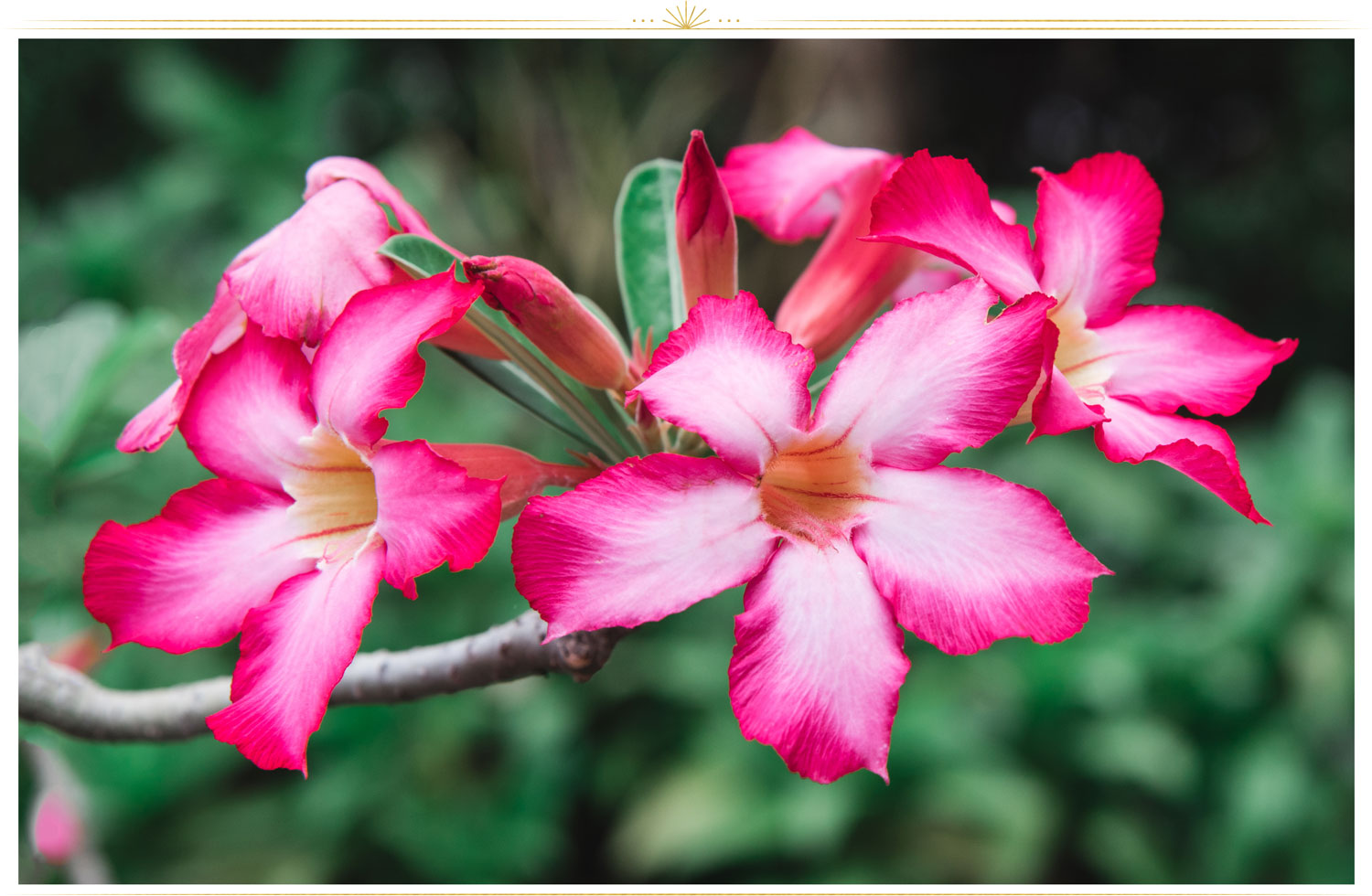 pink flowers names