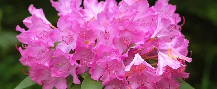 West Virginia State Flower - The Rhododendron