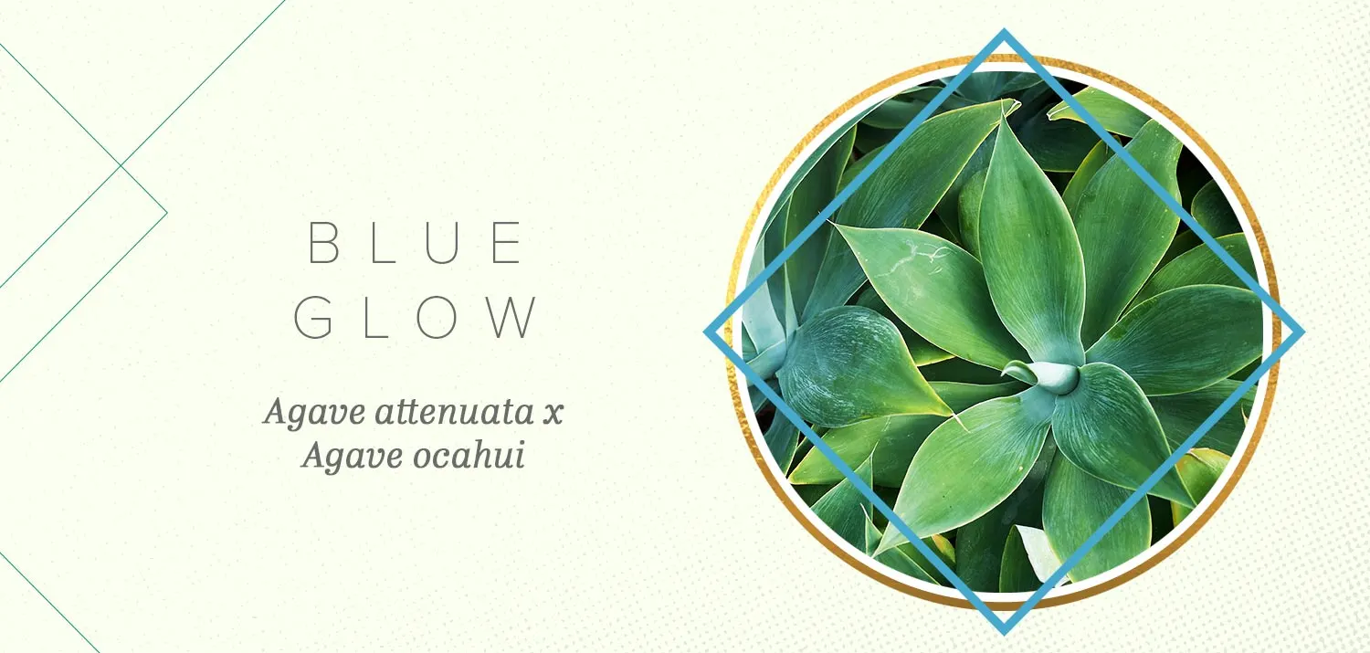 colorful-succulents-02-blue-glow