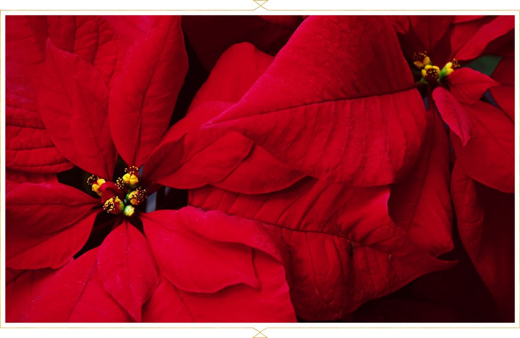 christmas poinsettia rose