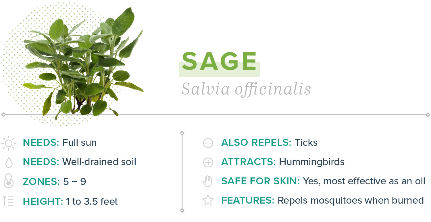 sage plants that repel mosquitoes