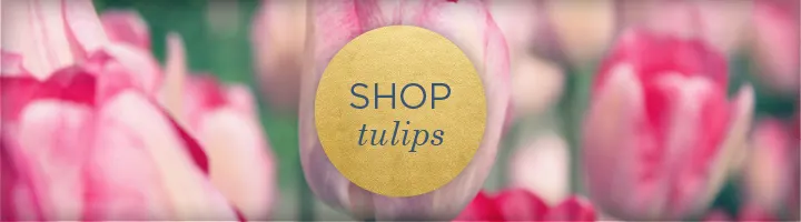 Tulip Uses