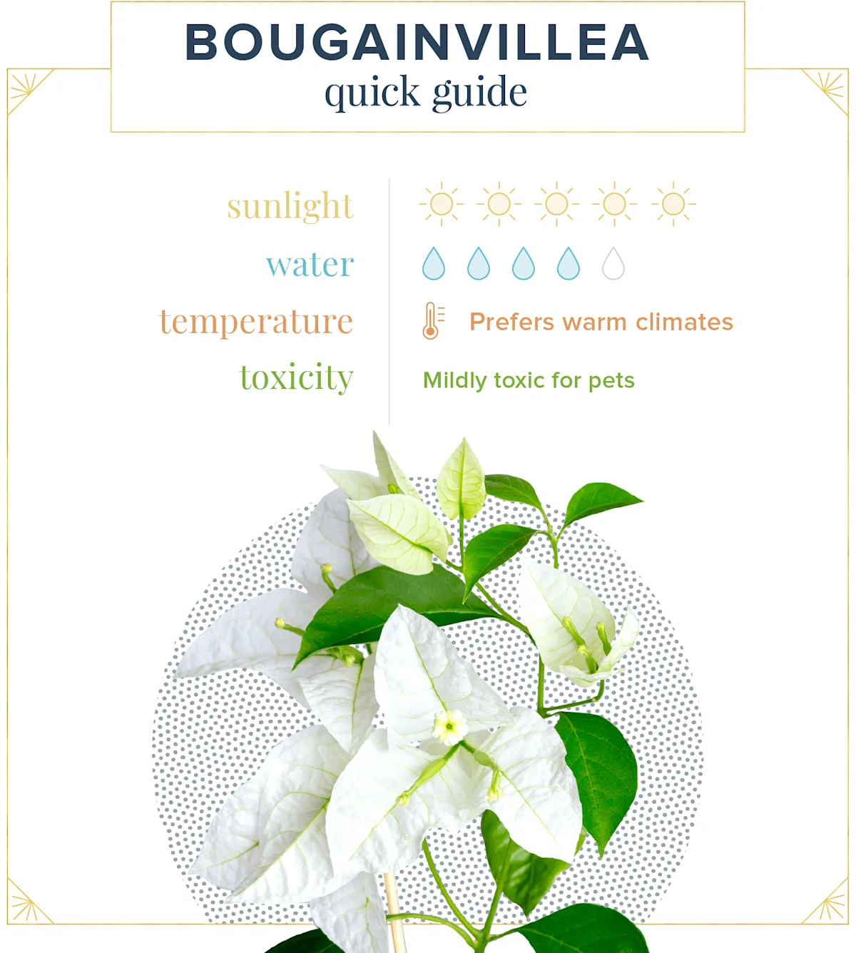 Bougainvillea Care Guide: How To Care for Bougainvilleas in Pots ...