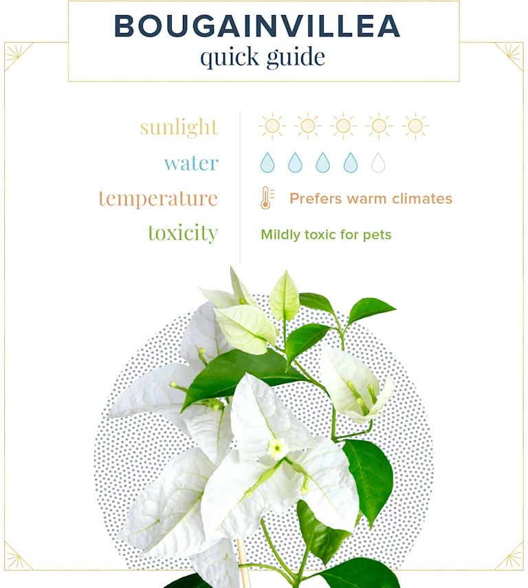 Bougainvillea Care Guide: How To Care for Bougainvilleas in Pots ...