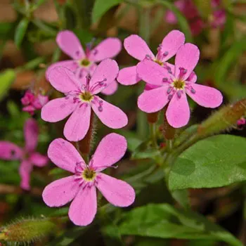 caryophillaceae-saponaria-ocymoides-2