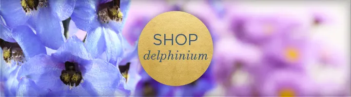 flower-meanings-delphinium3