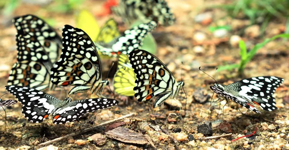 How to Attract Butterflies