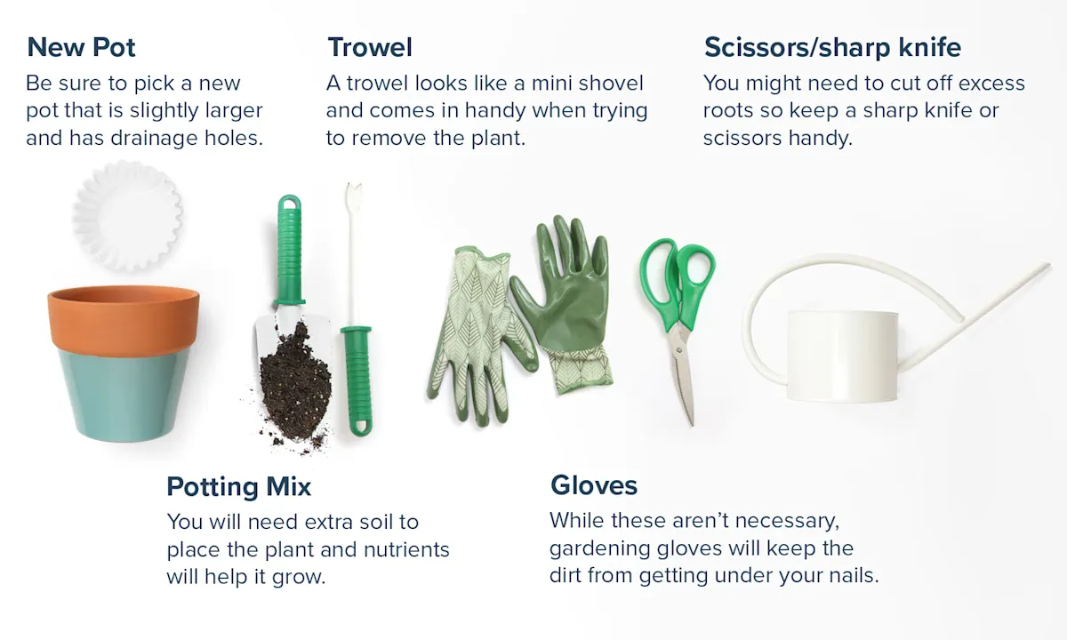 How to Repot a Plant 7 Simple Steps With Pictures ProFlowers