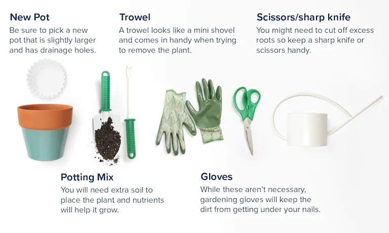 How to Repot a Plant: 7 Simple Steps With Pictures | Proflowers Blog