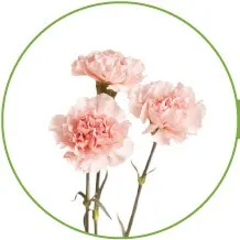 06-CARNATIONS-longest-lasting-flowers