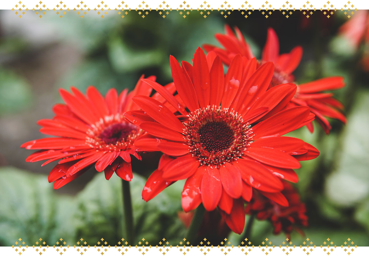 How to Plant and Take Care of Gerbera Daisies