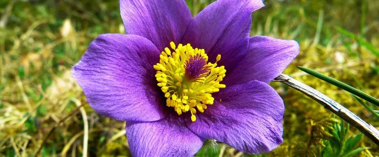 South Dakota State Flower - The Pasque