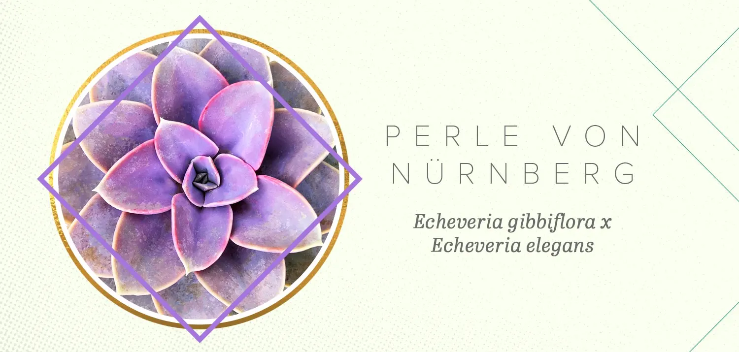 colorful-succulents-perle-von-nurnberg