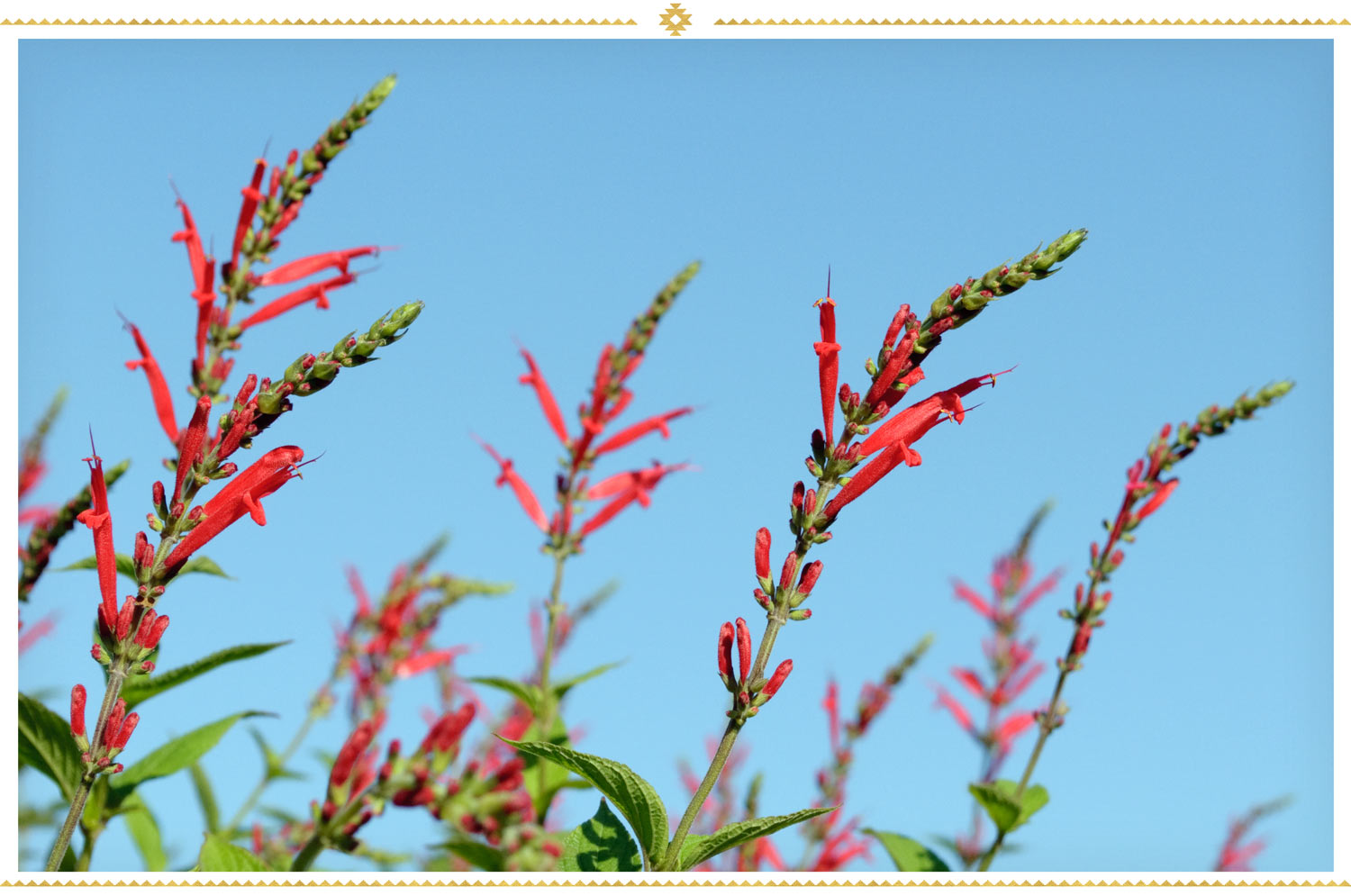 mexican flowers pineapple sage