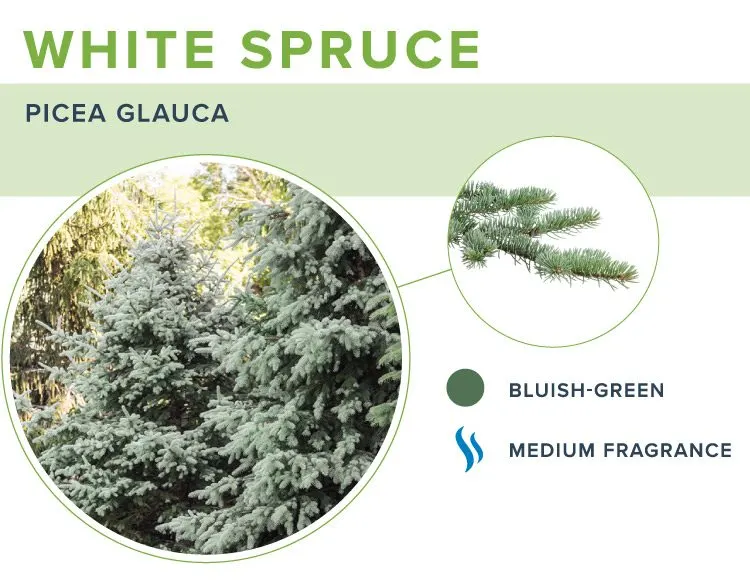 types-of-christmas-trees-white-spruce