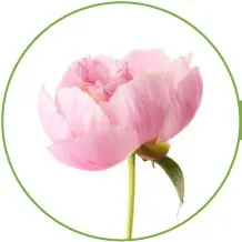 11-PEONIES-longest-lasting-flowers