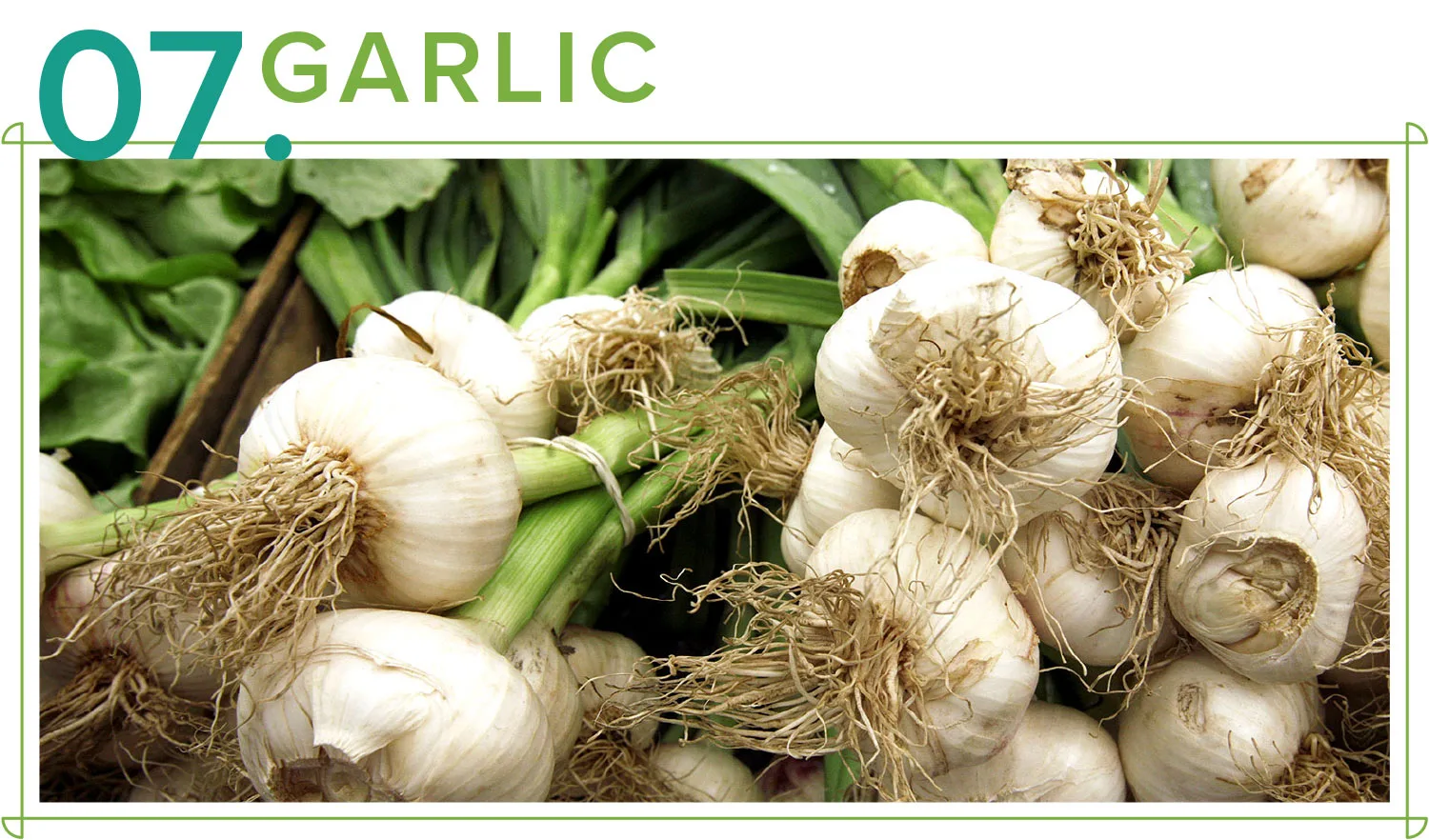 medicinal-plants-07-garlic