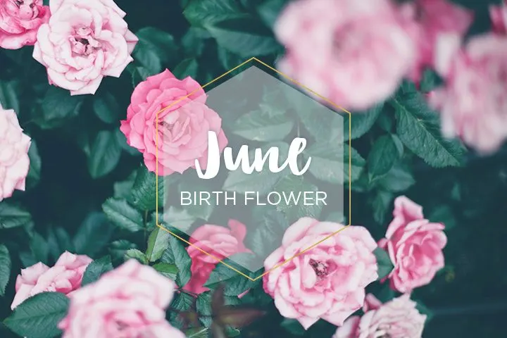 June Birth Flower: Rose