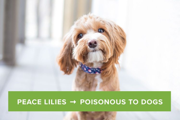 are peace lilies poisonous to dogs