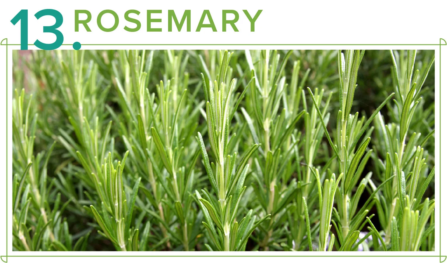 medicinal-plants-13-rosemary