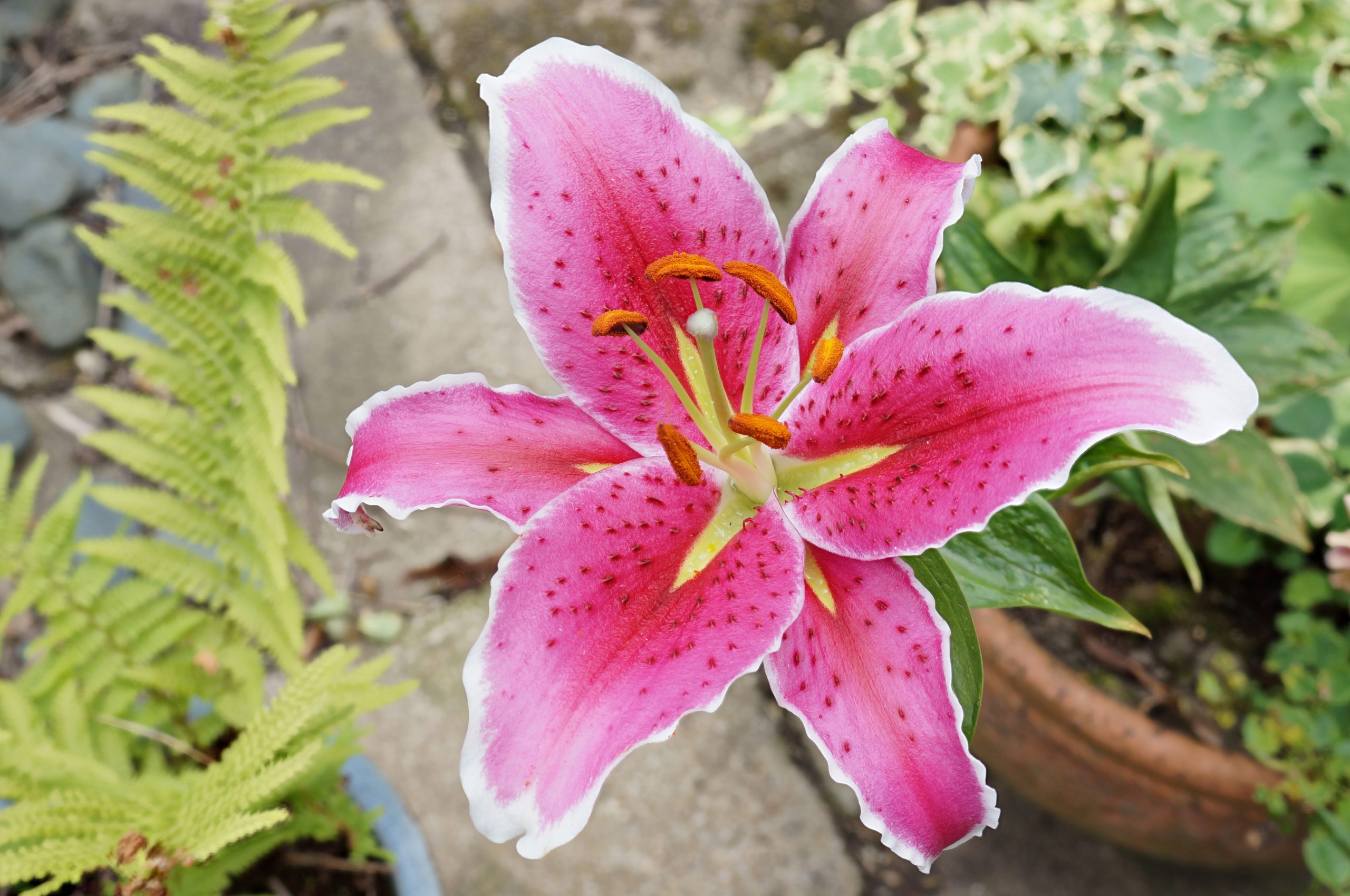 Star gazer lily pictures