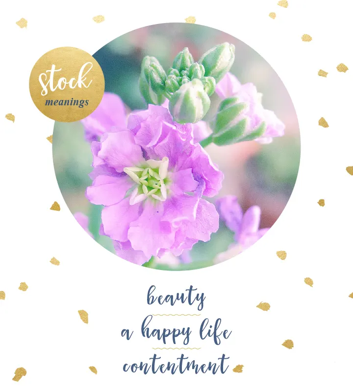 flower-meanings-stock2