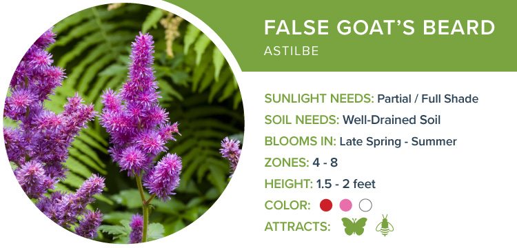 false goats beard best perennials