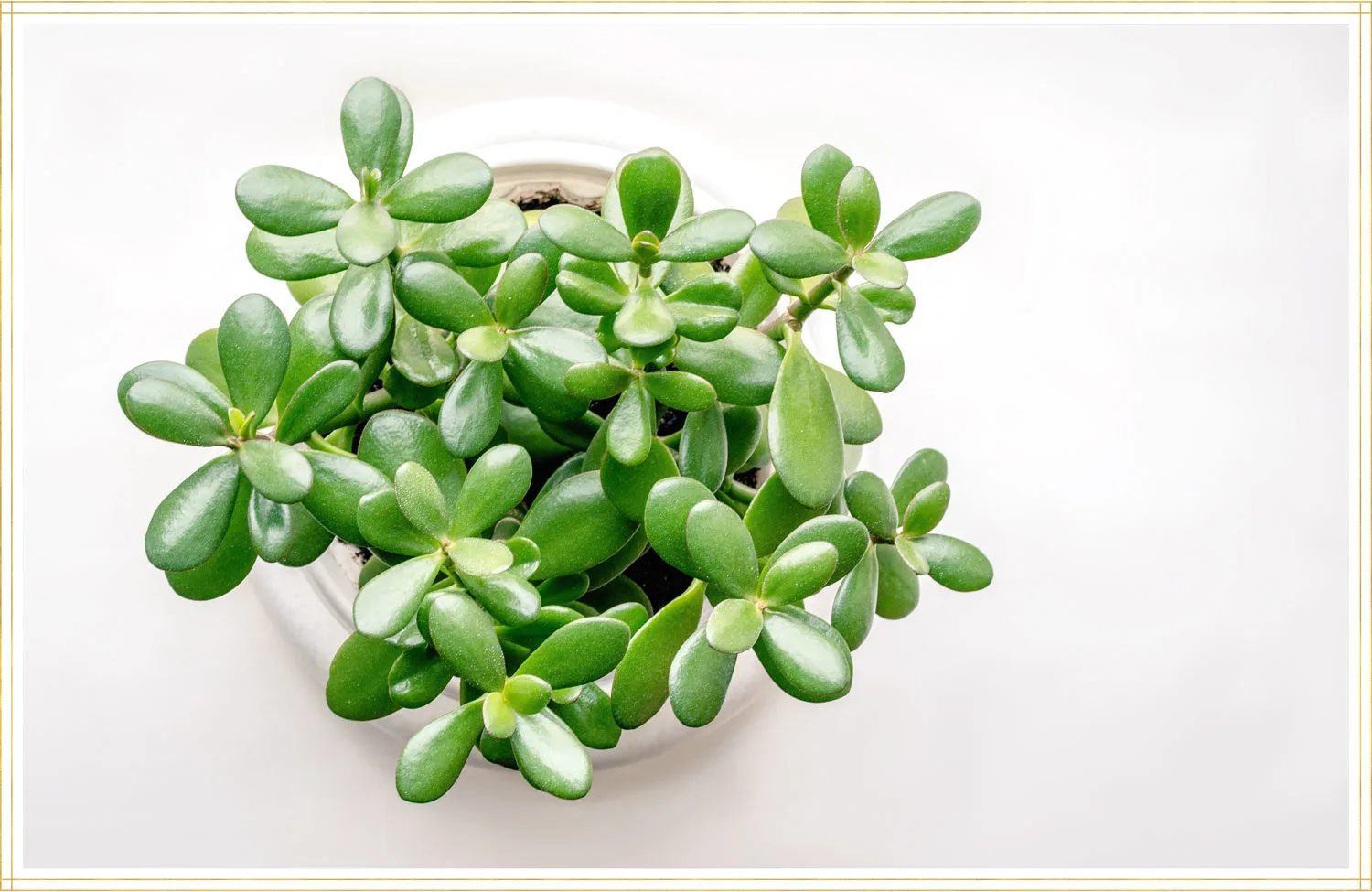 jade-plant-care-post-image1-1