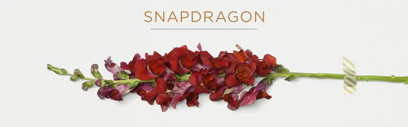 snapdragon