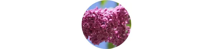 purple-syringa-vulgaris