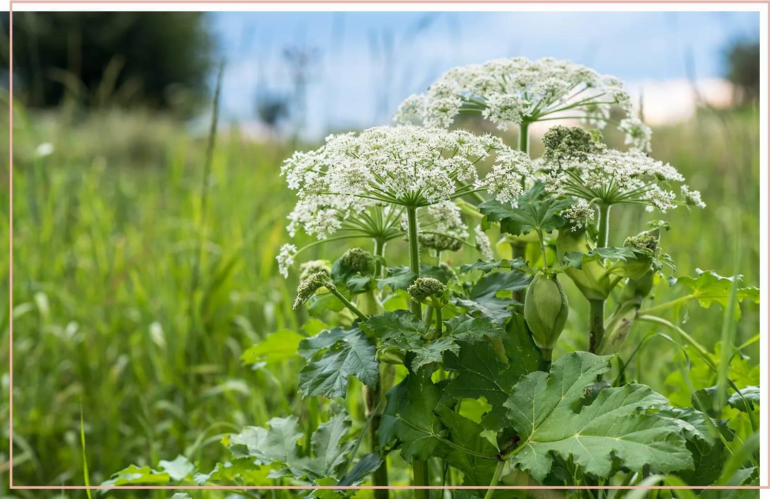 flowering-weeds-and-unexpected-beauty-23-giant-hogweed