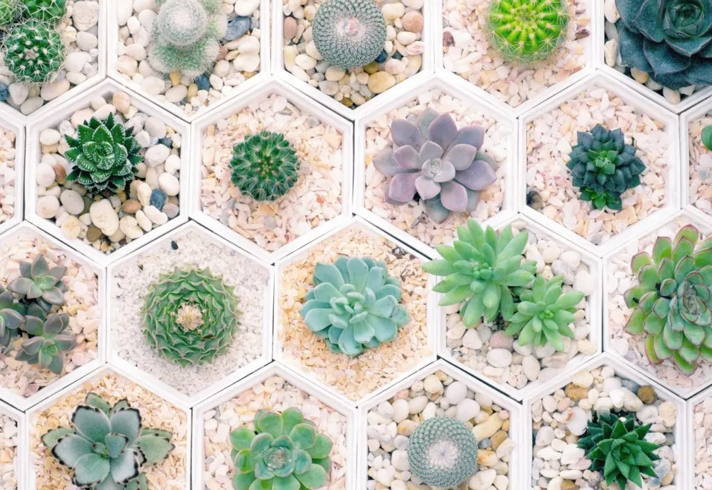 20 Popular Types of Succulents