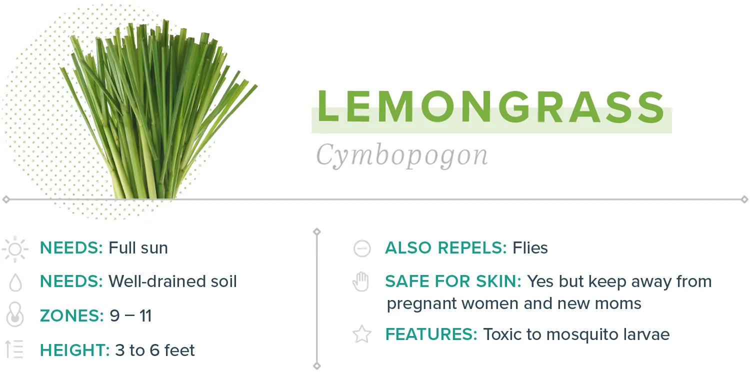 mosquito-repelling-plants-09-lemongrass