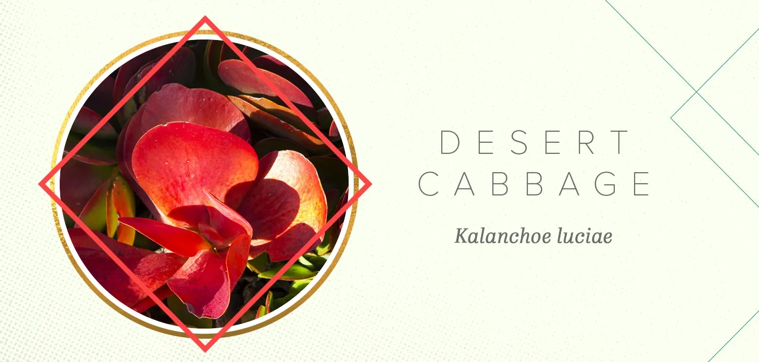 colorful-succulents-desert-cabbage
