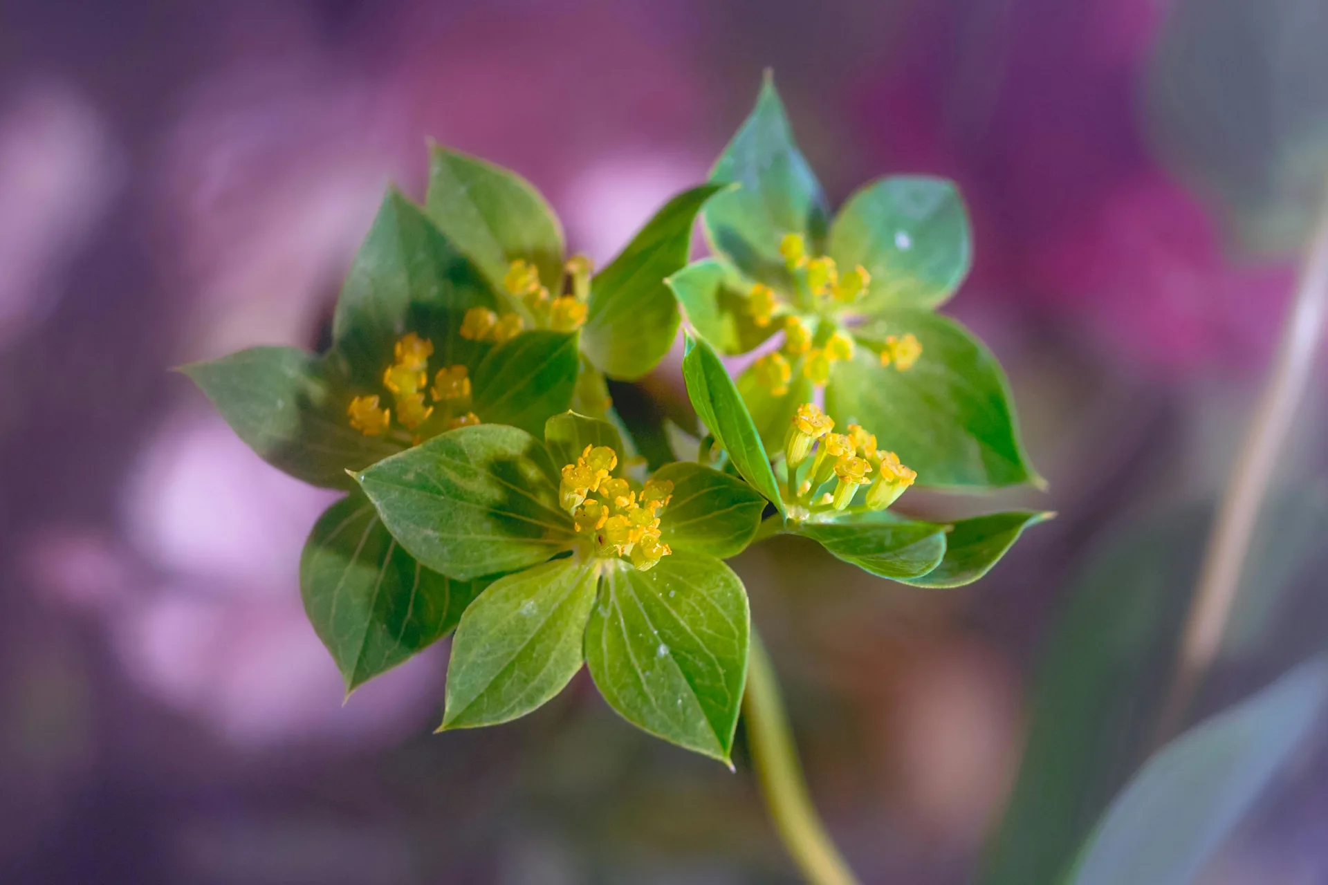 Flower Glossary: Bupleurum