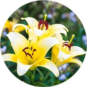 yellow-lilium