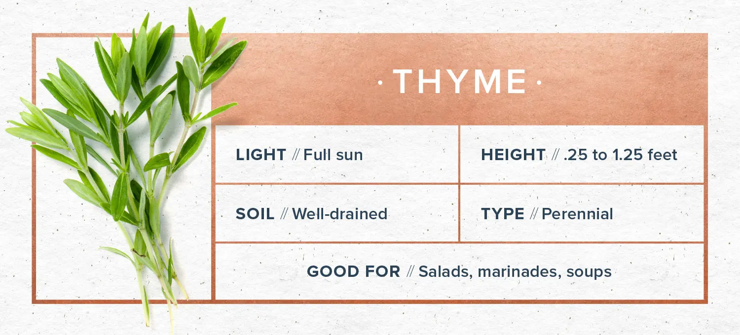 indoor-herb-garden-thyme