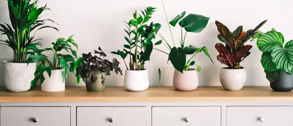 Air purifying plants