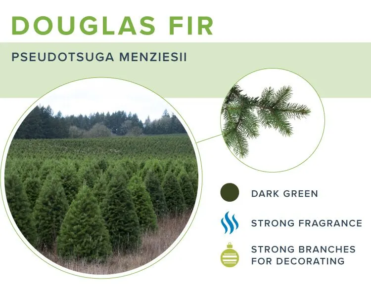 types-of-christmas-trees-douglas-fir